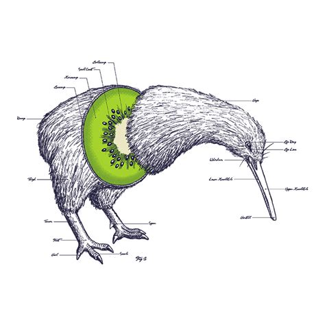 Kiwi Anatomy de William McDonald - Camisetas Pampling.com