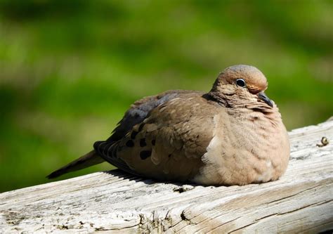 It's All About Purple: Mourning Doves