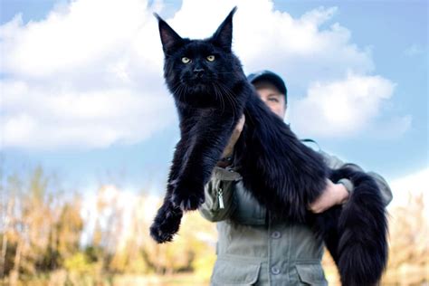 Black Maine Coon: Do Solid Black Maine Coon Cats Exist?