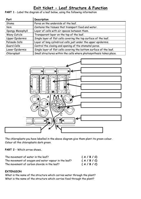 Plant Structure And Function Worksheet