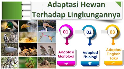 ADAPTASI HEWAN TERHADAP LINGKUNGANNYA - YouTube