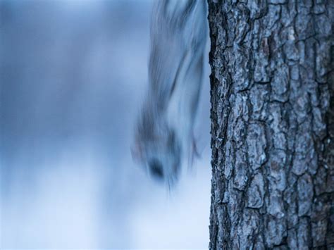 How to find a wild Hokkaido momonga flying squirrel | HokkaidoWilds.org