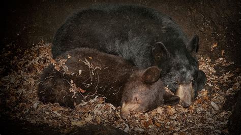 How bears keep their bones strong during hibernation | Science | AAAS