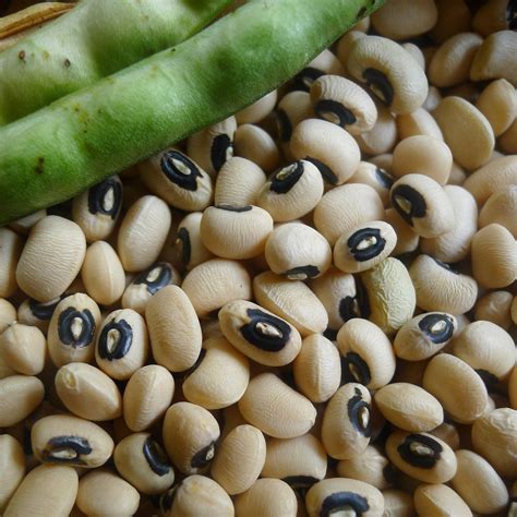 Cowpea, California Blackeye Annual Vegetable Seeds