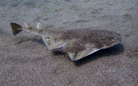 Strengthening Angel Shark Conservation Southern Aegean Sea | Shark ...