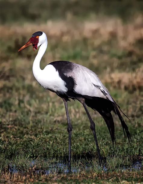 Wattled Crane | Shutterbug