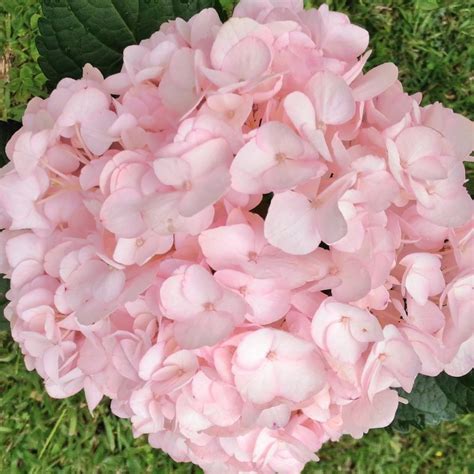 Pink Hydrangea Flowers | ubicaciondepersonas.cdmx.gob.mx