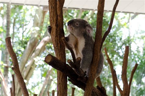 Lone Pine Koala Sanctuary