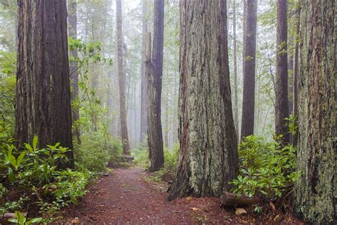 The Oregon Redwoods Trail