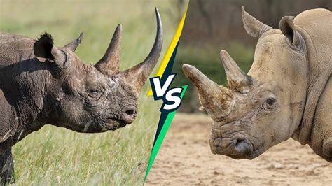 Black Rhino vs White Rhino: What's the Difference? - YouTube