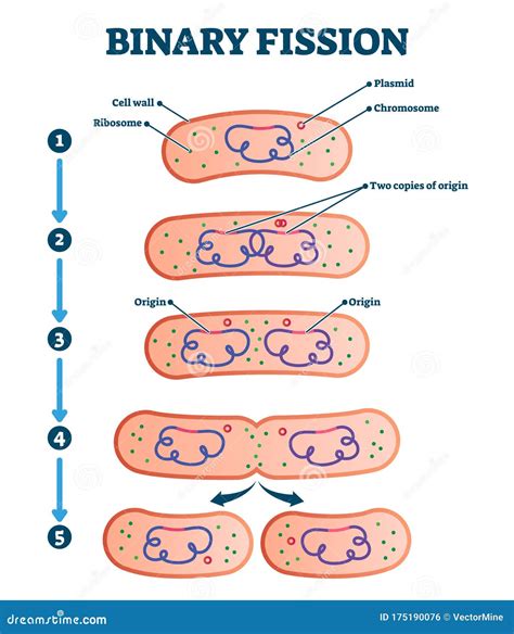 Binary Fission Process, Vector Illustration Diagram Stock Vector ...