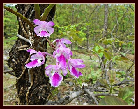 Forest Orchids - Near Mumbai - India Travel Forum | IndiaMike.com