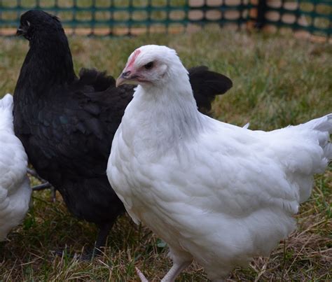 Coronation Sussex & Black Orpington - Both 10 weeks - Pullet or ...