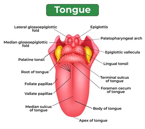 Montessori Materials: Parts Of A Human Tongue Nomenclature, 53% OFF