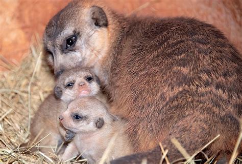 Miami Zoo Shares Baby Meerkat Photos And People Can't Handle The Cuteness