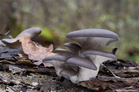 Oyster Mushrooms: Buying, Cooking, and Recipes