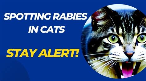 5 Signs Your Cat May Have Rabies / Signs of Rabies in Cats / Cat ...