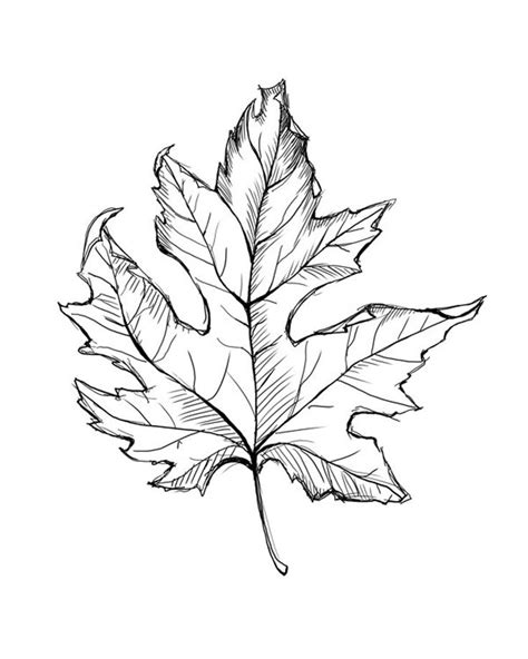 Line Drawing Of A Leaf