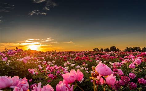 pink rose flower #sunset #sunlight #flowers #rose pink roses #nature # ...