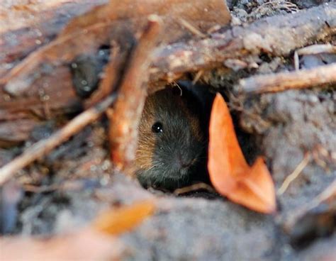 Discover Nature: Voles | KBIA