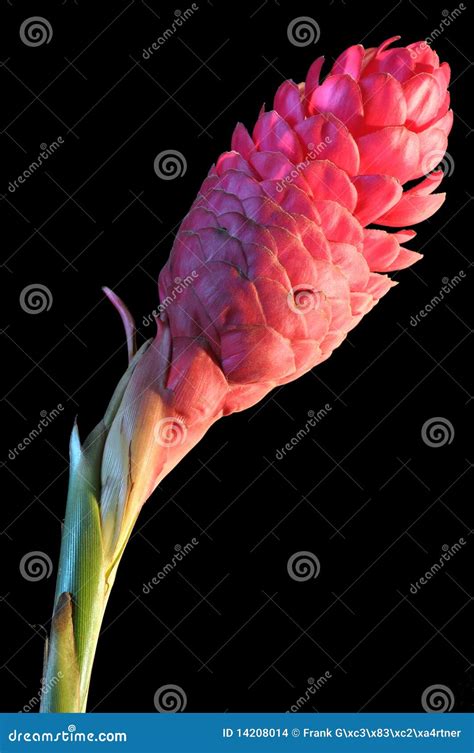 Red ginger flower stock photo. Image of beautiful, bloom - 14208014