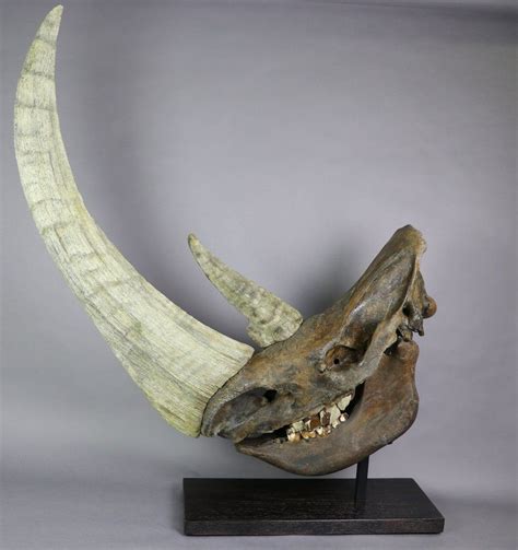 Woolly Rhino Skull, Kemerovo Oblast, Russia - Fossil Realm | Animal ...