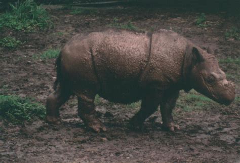 The rhino reckoning — Borneo Rhino Alliance