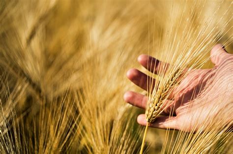 Barley History, Plant Information, and Nutritional Value - Wikifarmer