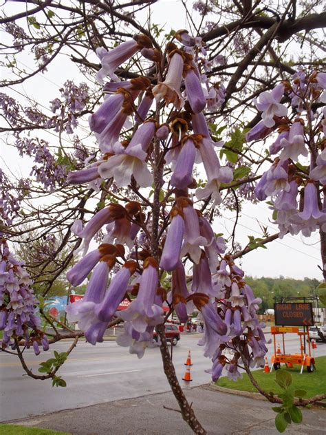 Paulownia tomentosa (Empress Tree, Princess Tree, Royal Empress Tree ...