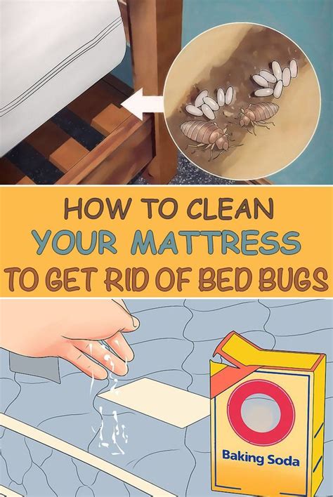 Check out this full-proof method to get rid of bed bugs and deodorize ...