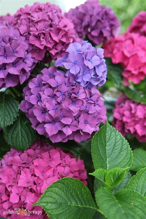 The Simple Trick to Dry Hydrangea Flowers and Retain Their Color