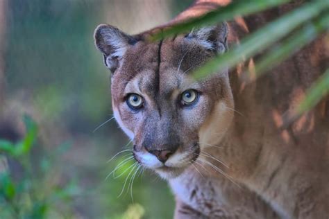 10 of the Most Endangered Species in the US in 2024 | Earth.Org