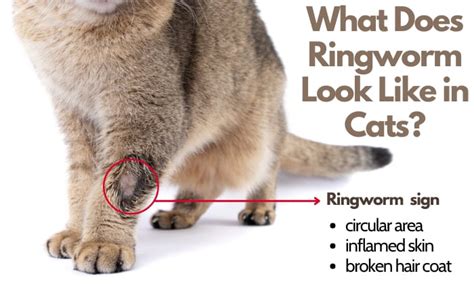 How to Tell if My Cat Has Ringworm? - 5 Signs & How to Treat