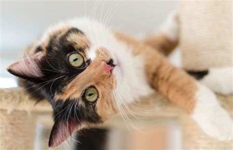 Fascinating Calico Cat Behavior and Personality Traits | LoveToKnow