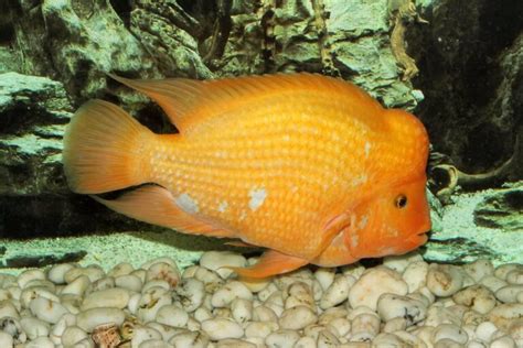 Red Devil Cichlid 101: Care, Tank Mates, Size & More