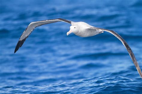 Study: Albatross changing breeding habits - UPI.com