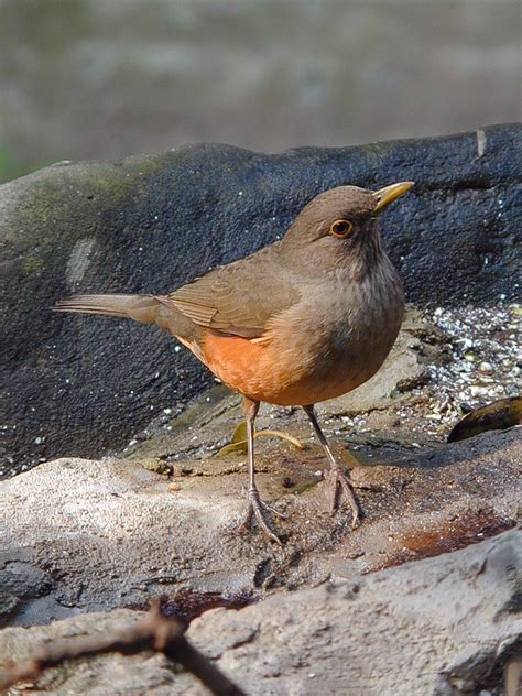 Rufous-bellied Thrush | A bird with a strong, melodious voic… | Flickr