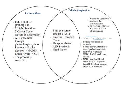 Sean Nguyen Biology AP Blog: Photosynthesis and Cellular Respiration ...