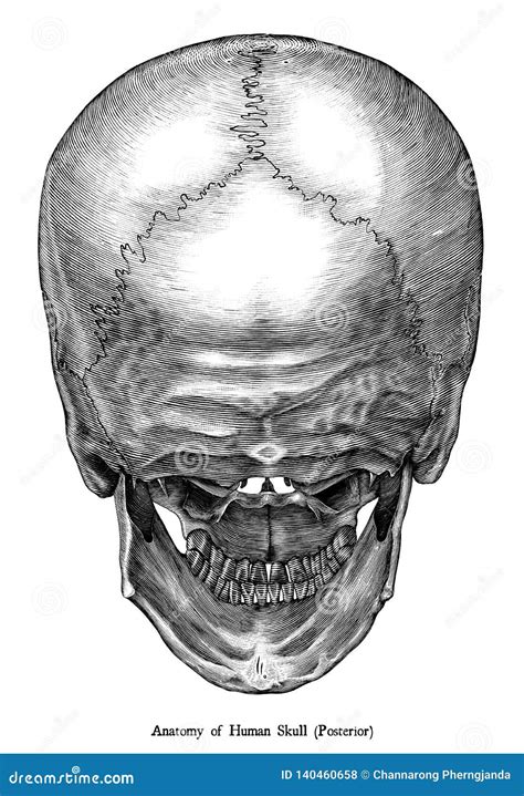 Human Skull Posterior View