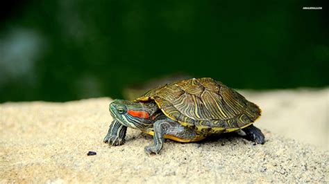 Red Eared Slider Turtle Wallpapers - Wallpaper Cave