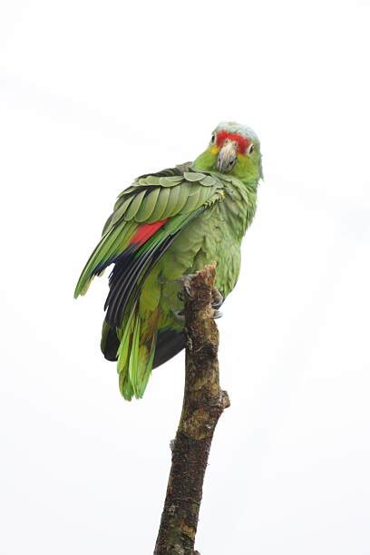 Best Red Lored Amazon Parrot Stock Photos, Pictures & Royalty-Free ...