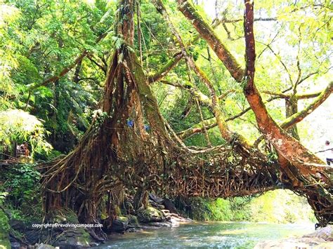 The extraordinary Living Root Bridge in Meghalaya, India - A Revolving ...