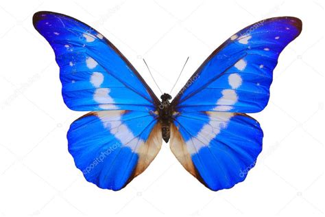 Morpho Helena butterfly. — Stock Photo © Julius #6927568