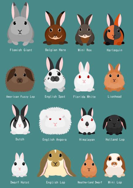 40+ Harlequin Rabbit Stock Illustrations, Royalty-Free Vector Graphics ...