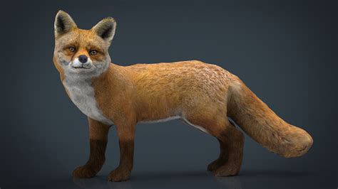 3D model Realistic Fox VR / AR / low-poly | CGTrader