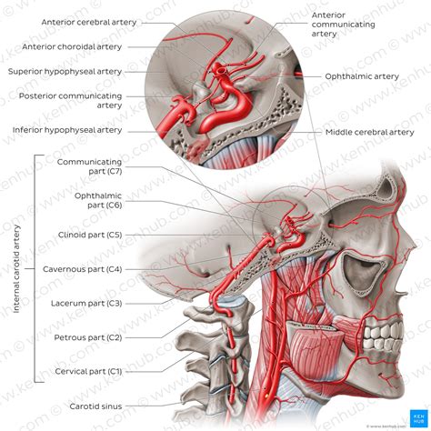 Internal carotid artery: Anatomy, segments and branches | Kenhub