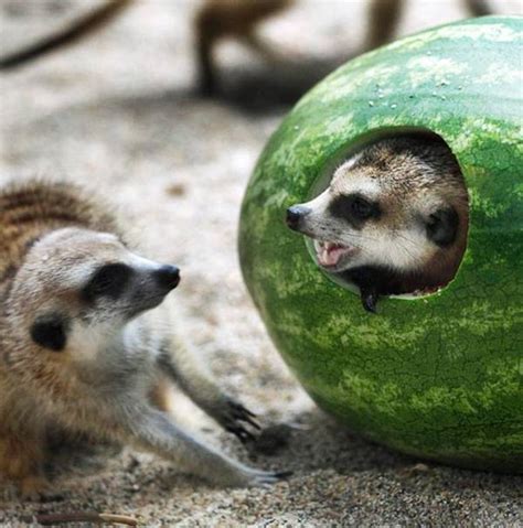 wOndor.blogspot.com: Watermelon Loved by Animals Also (20 pics)