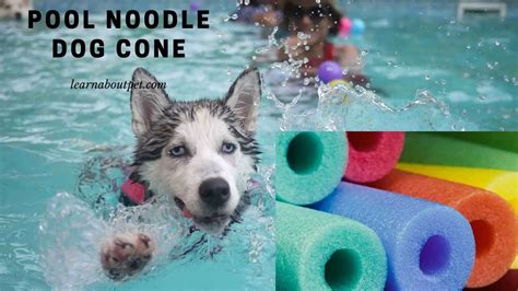 Pool Noodle Dog Cone : (9 Interesting Facts) - 2024