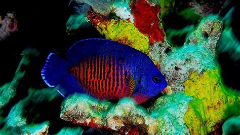 Coral Beauty Angelfish: Size, Lifespan, Diet, Breeding