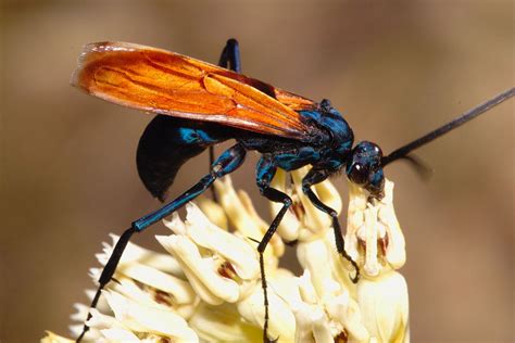 Invertebrate Diversity: "The Taratula Hawk" by Big Papi